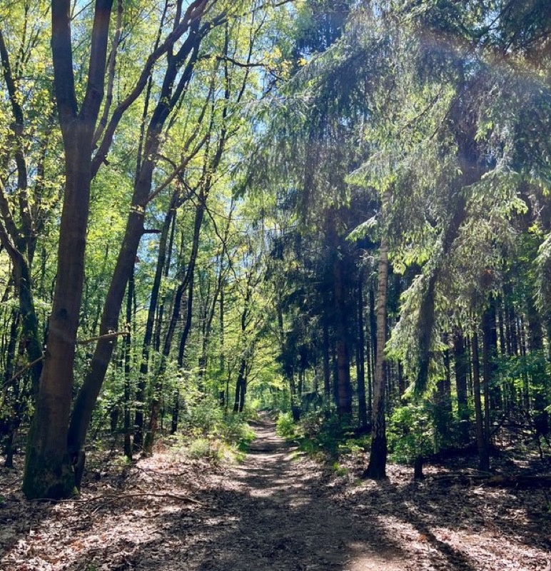 Edese bos vlakbij wellness lodge